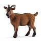 Brown Goat