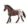 Appaloosa Mare