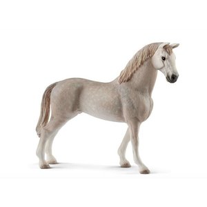 Holsteiner Gelding