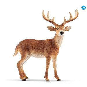 White Tailed Buck