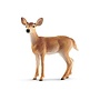 White-Tailed Doe