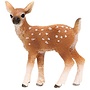 White-Tailed Fawn