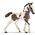 Tinker Foal