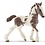 Tinker Foal