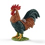 Rooster