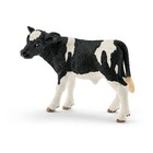 Holstein Calf