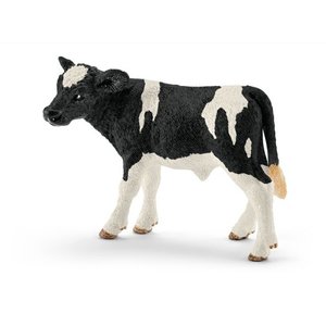 Holstein Calf