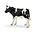 Holstein Calf