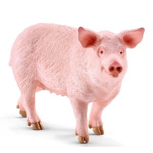 Pig