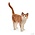 Orange Cat