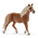 Haflinger Stallion