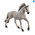Sorraia Mustang Stallion