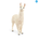 Alpaca