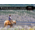 2025 Working Ranches of Canada Calendar