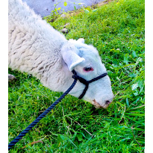 Sheep Rope Halter