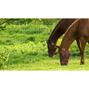 Ranchmans Horse Pasture Seed Mix, 55lbs