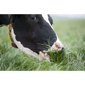 Parkland Cattle Pasture Seed Mix, 55lbs