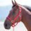 Shires Nylon Halter- Horse