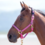 Shires Nylon Halter- Large Horse