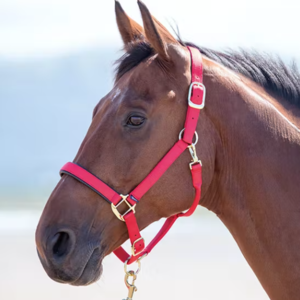 Shires Nylon Halter- Large Horse