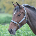 Shires Nylon Breakaway Halter - Pony