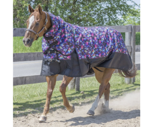 canadian-horsewear-canadian-