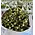 Hay Cubes Tote, 500kg
