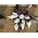 Country Junction Feeds Petes Feed Organic Grower (19%) - 20 kg