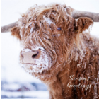 Highland Cow Seasons Greetings Christmas Card - Single