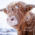 Highland Cow Seasons Greetings Christmas Card - 10 Pack