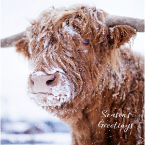 Highland Cow Seasons Greetings Christmas Card - 10 Pack