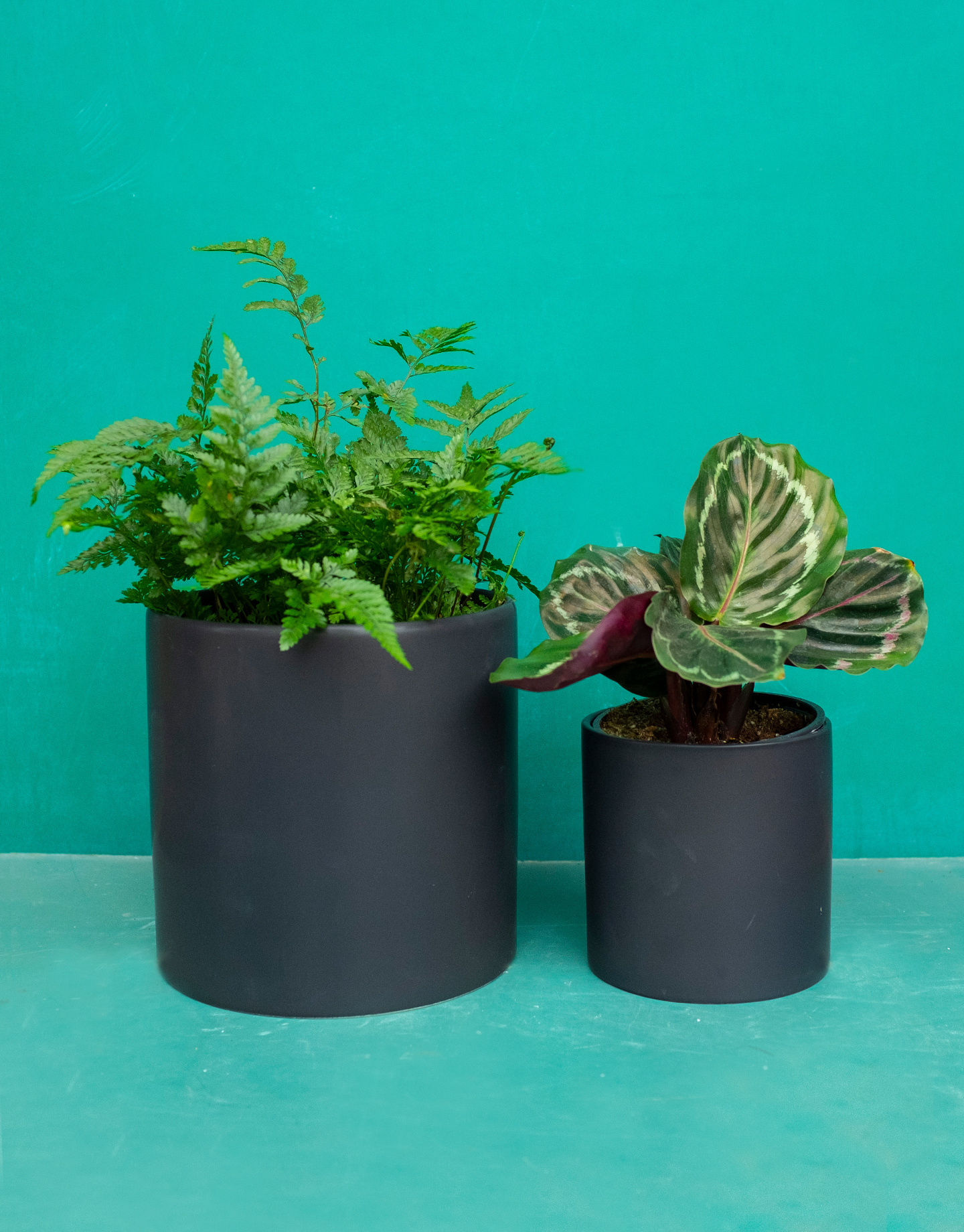  Matte  Cylinder Pot  Black  Plant 