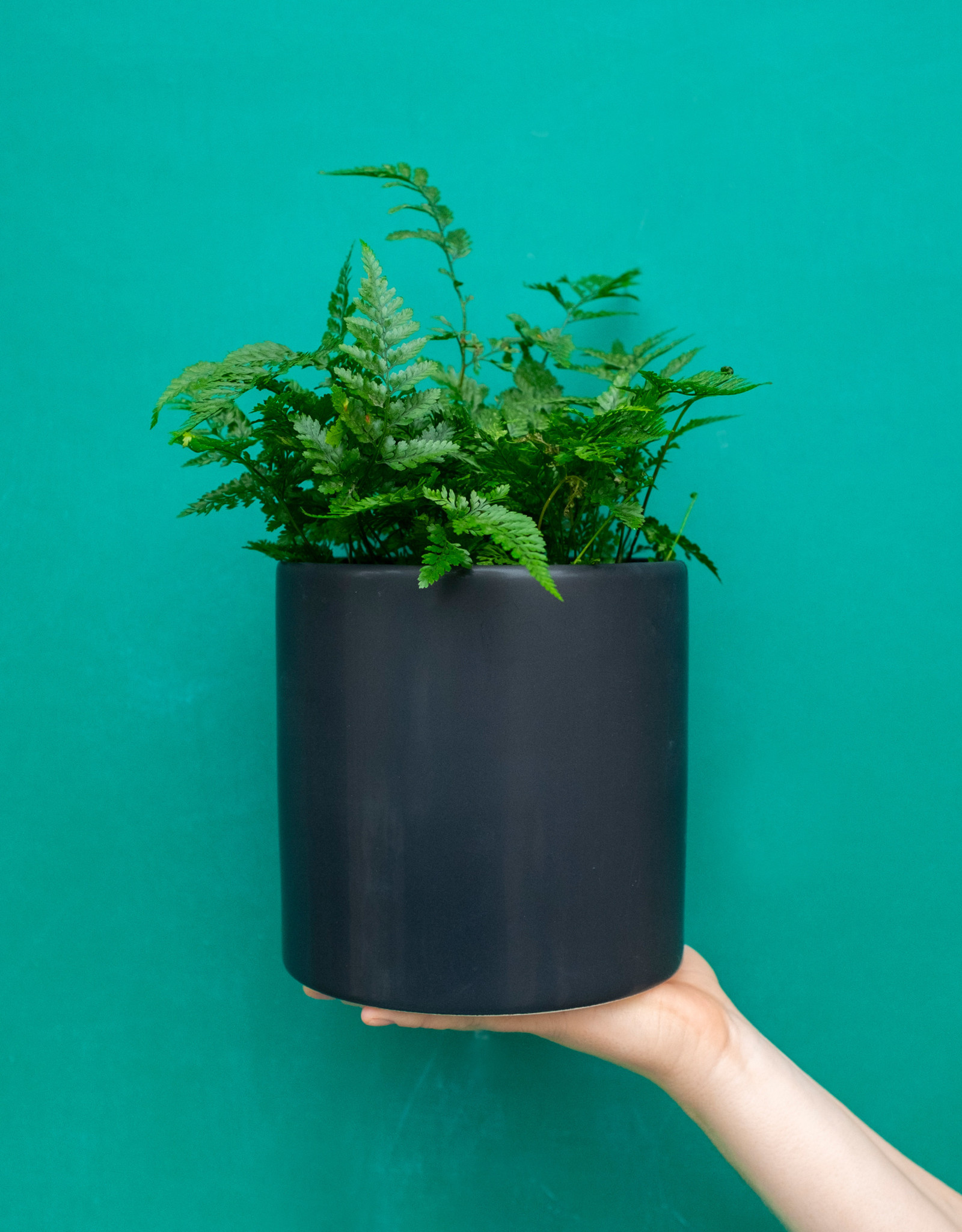  Matte  Cylinder Pot  Black  Plant 