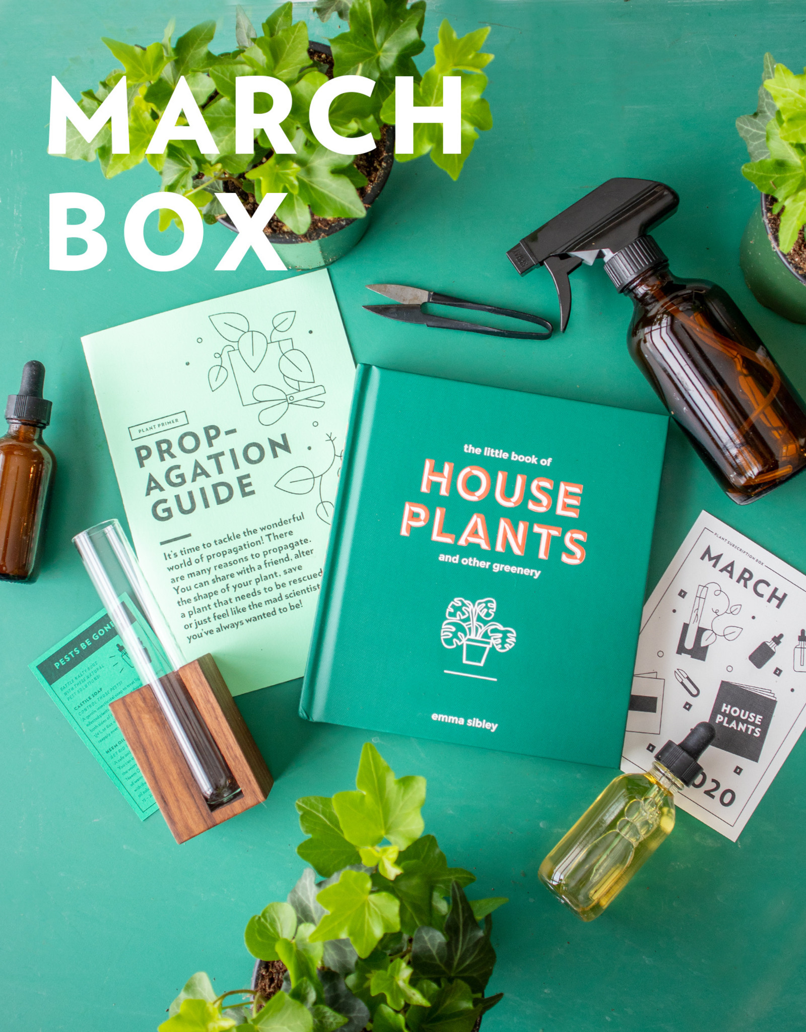 Plant’s Monthly Subscription Box Plant