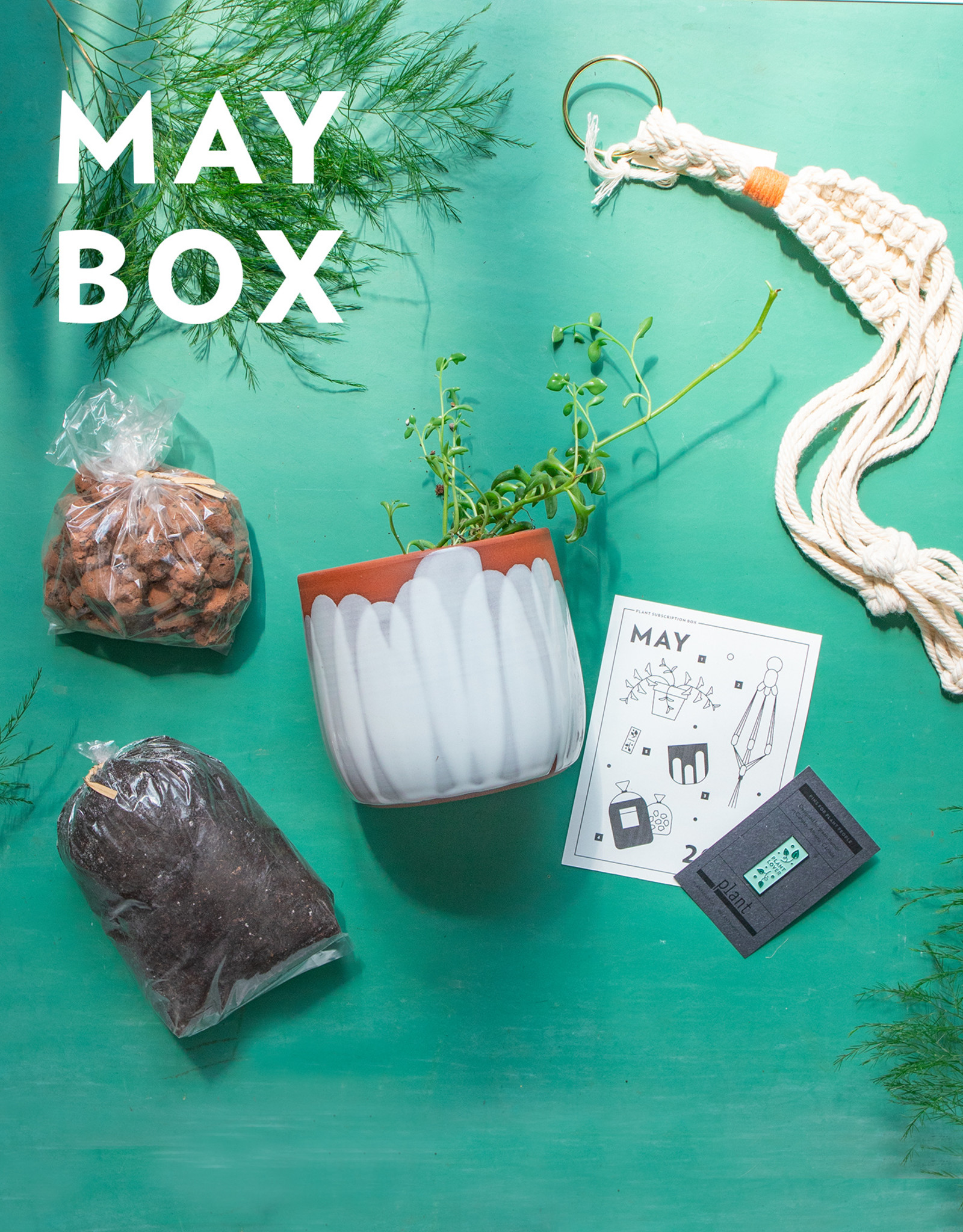 Plant’s Monthly Subscription Box Plant