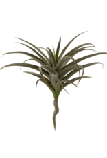 Indaba Trading Giant Air plant