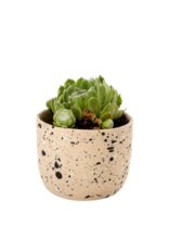 Indaba Trading Speckle Pot in Ecru