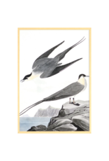 Celadon Art Arctic Yager by John J. Audubon 28"x19"