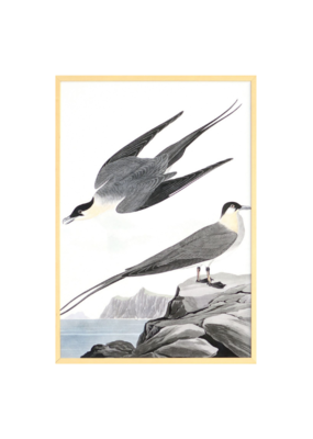 Celadon Art Arctic Yager by John J. Audubon 28"x19"