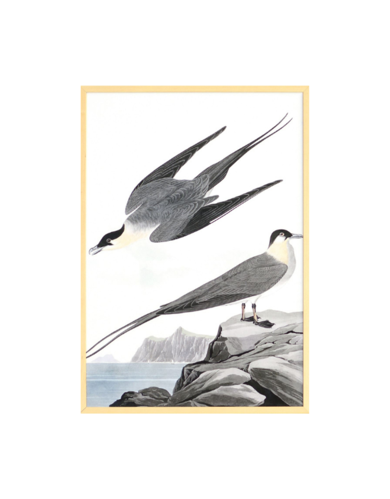 Celadon Art Arctic Yager by John J. Audubon 28"x19"