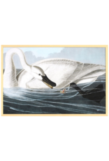 Celadon Art Trumpeter Swan by John J. Audubon 28"x19"