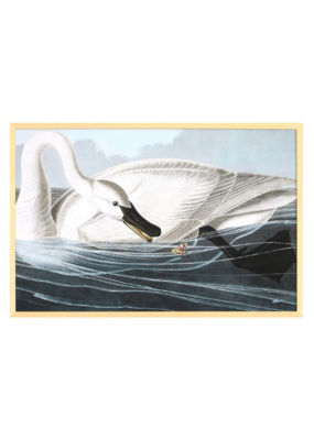 Celadon Art Trumpeter Swan by John J. Audubon 28"x19"