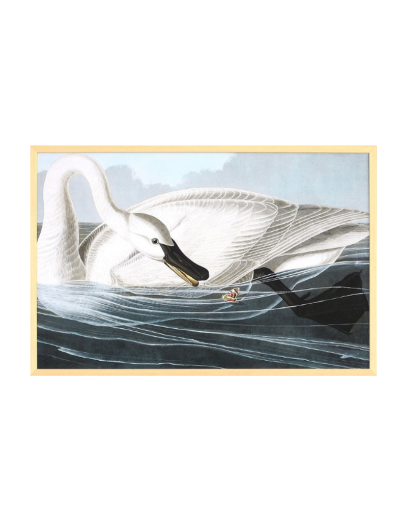 Celadon Art Trumpeter Swan by John J. Audubon 28"x19"