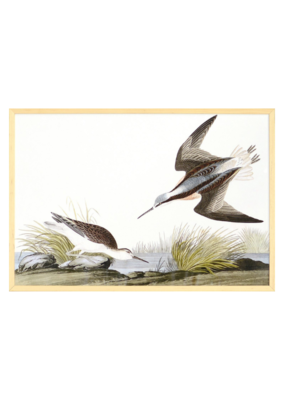 Celadon Art Wilsons Phalarope by John J. Audubon 28"x19"