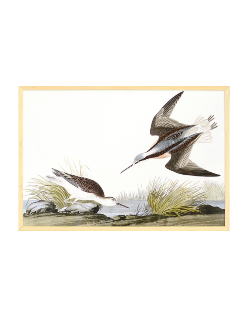 Celadon Art Wilsons Phalarope by John J. Audubon 28"x19"