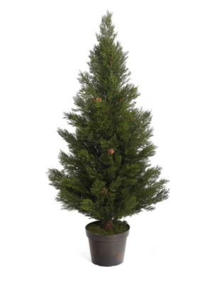 38"H Cypress Tree with Pot