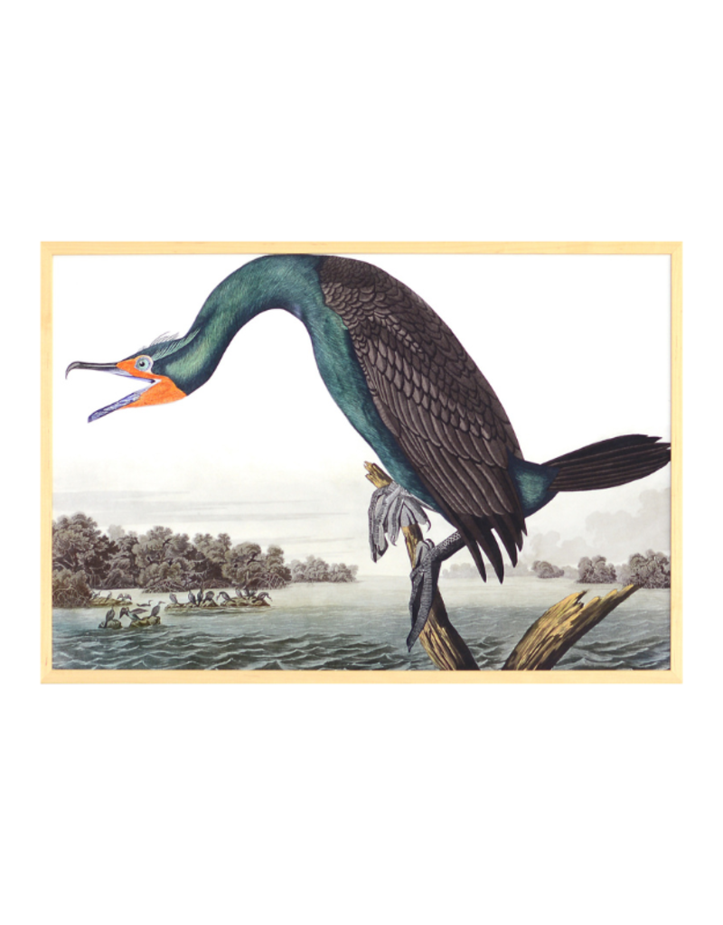 Celadon Art Florida Cormorant by John J. Audubon 28"x19"