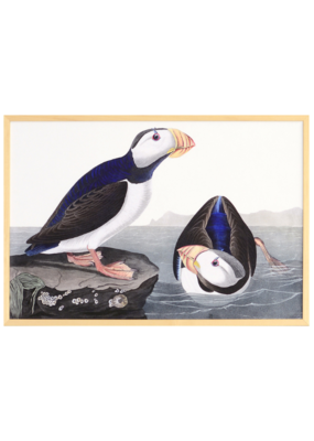 Celadon Art SPECIAL ORDER - Large Billed Puffin by John J. Audubon 28"x19"