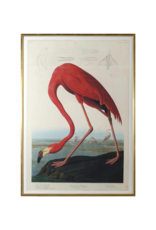 Celadon Art American Flamingo by John J. Audubon 37x54