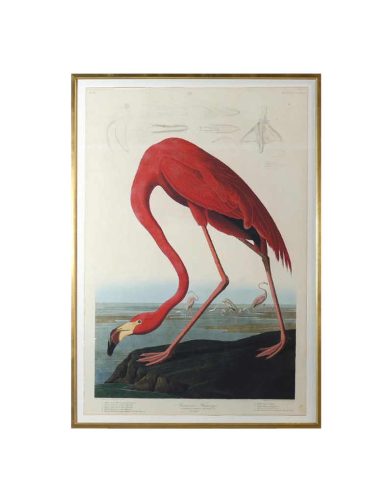 Celadon Art American Flamingo by John J. Audubon 37x54